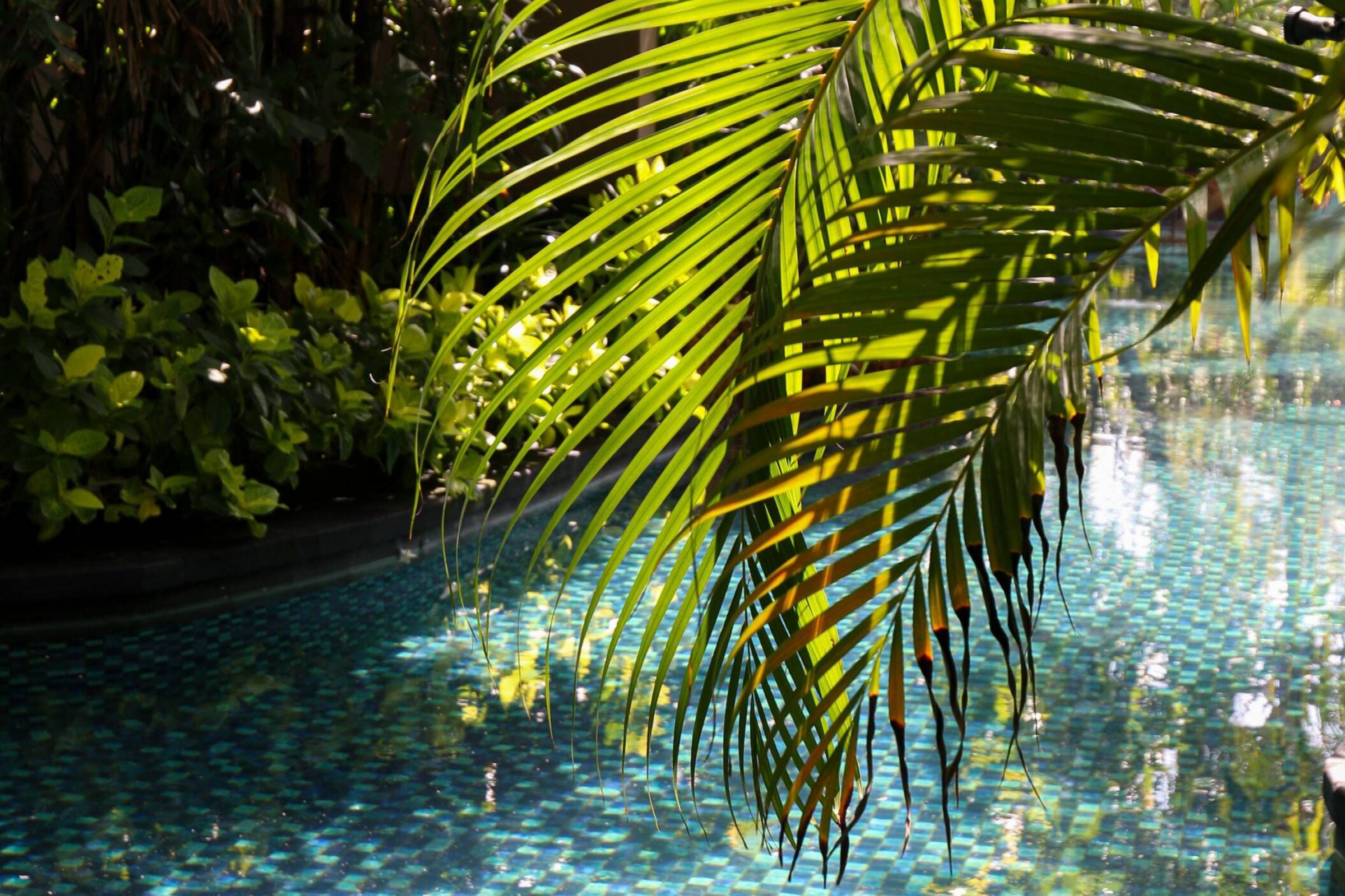Palm fronds hang over a sunlit, mosaic-tiled swimming pool surrounded by lush green foliage.